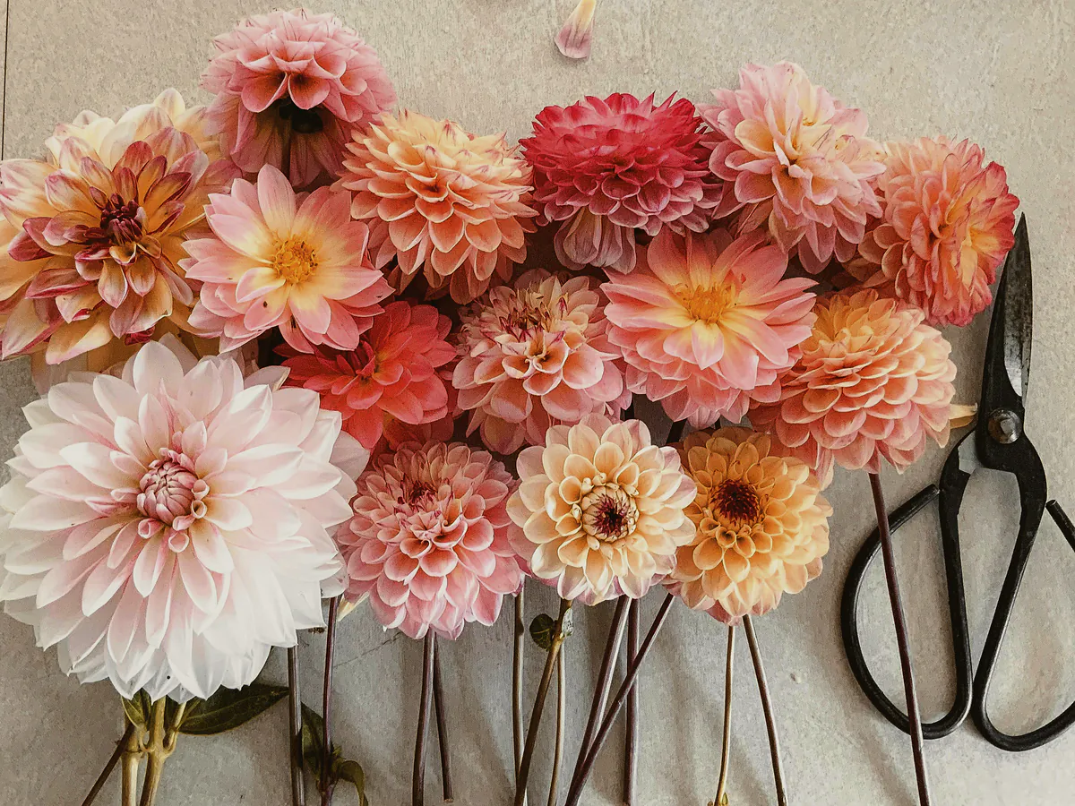 A row of cut dahlias in blush, peach and cream laid out beside florist’s scissors