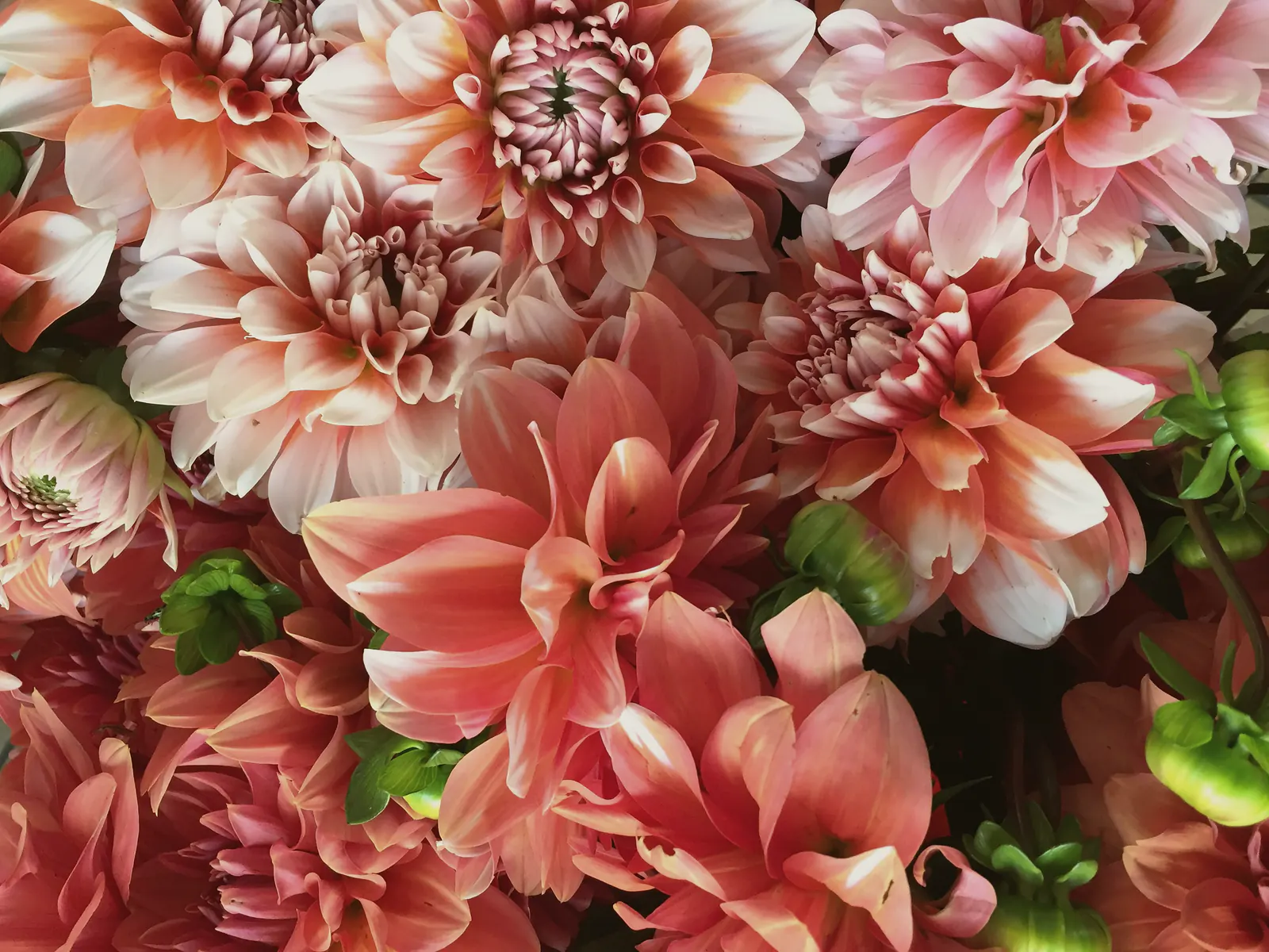 A tightly packed mass of coral, blush and white dahlias