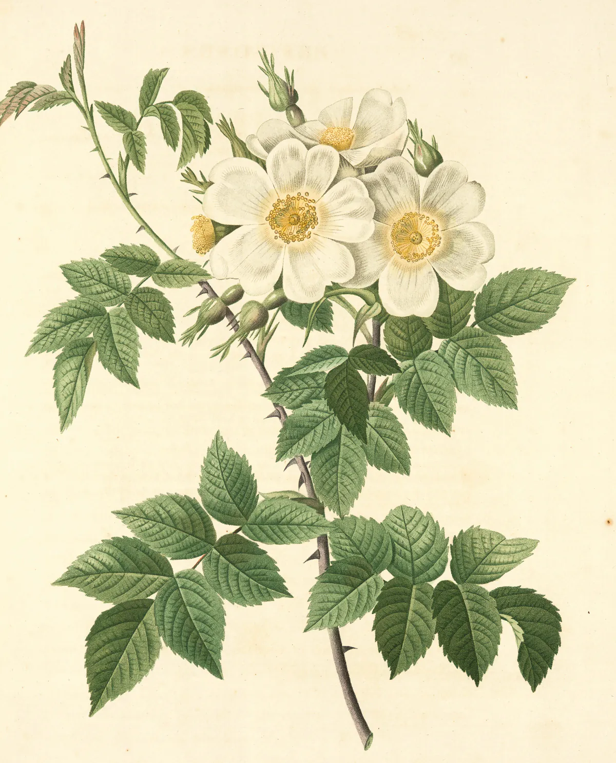 An antique botanical print of a white wild rose with soft green leaves