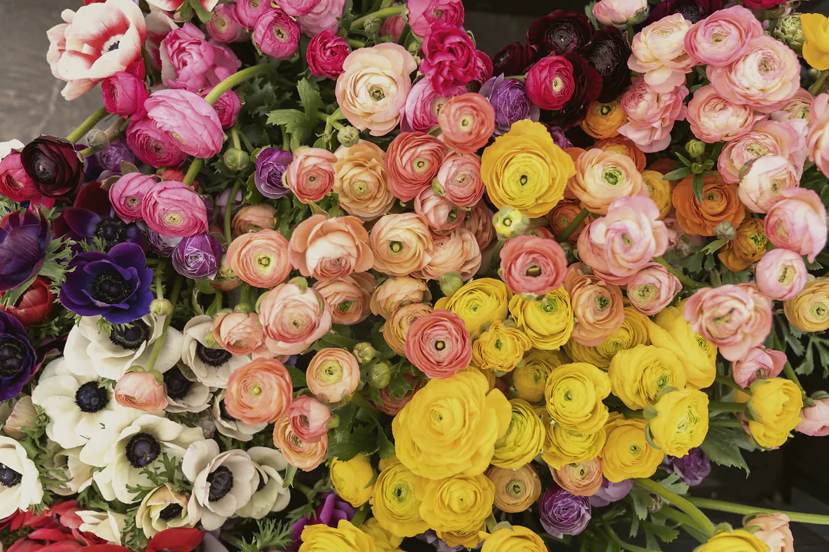 Buckets of spring ranunculus in apricot, pink and yellow beside white anemones with dark centres