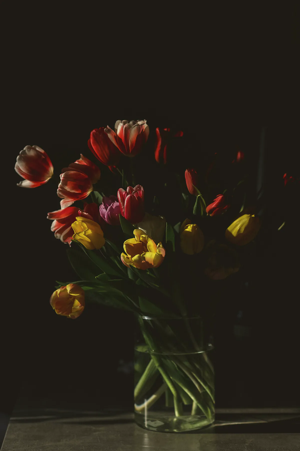 Red, flame and yellow tulips opening in a glass jar of water on a dark bench