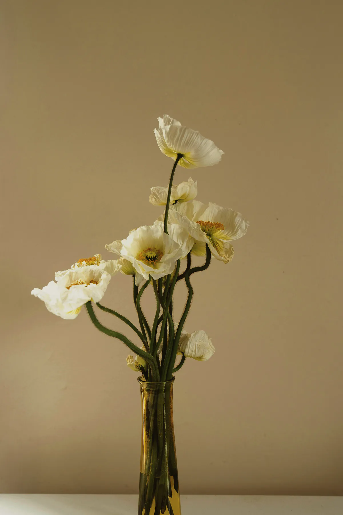 White Iceland poppies in a slim amber glass bud vase against a warm beige wall