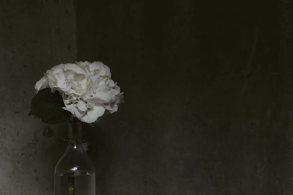 A single white hydrangea in a clear glass bottle against a dark plaster wall