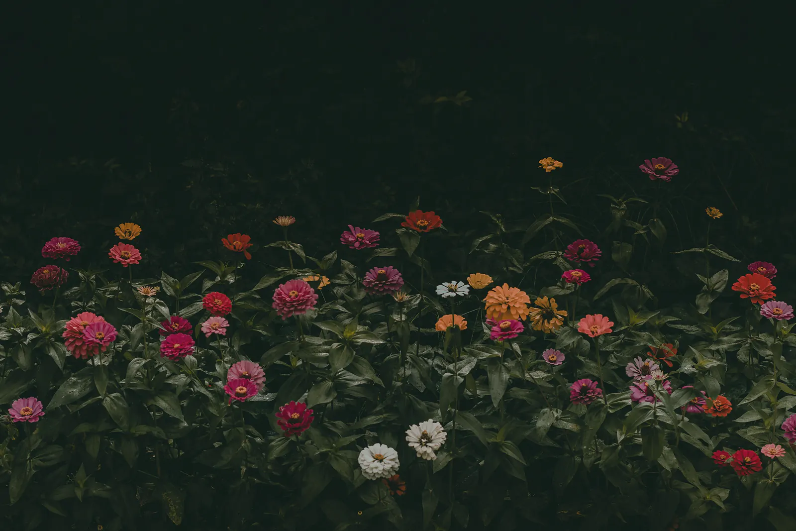 Pink, coral, orange and white zinnias glowing in a dark garden bed